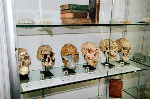 Evolution Skulls