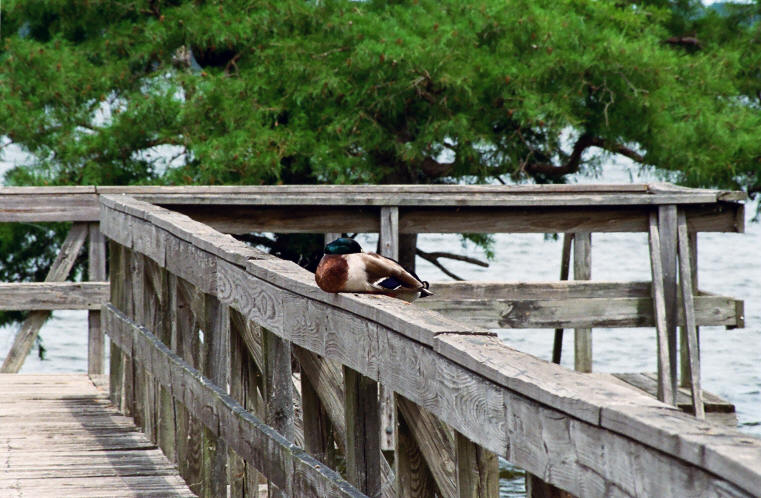 Duck asleep on pier
