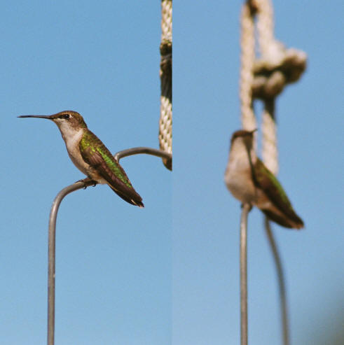 hummingbird in and out of focus