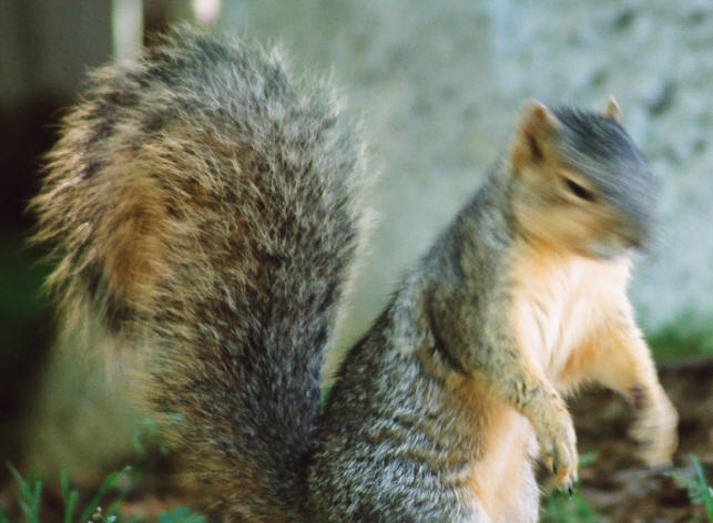 squirrel motion blur