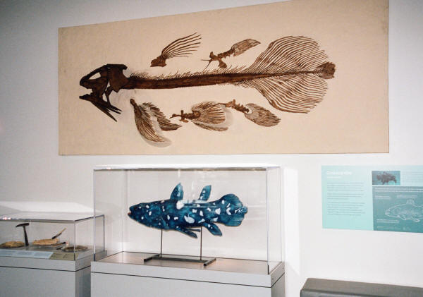 Prehistoric Sea Creatures