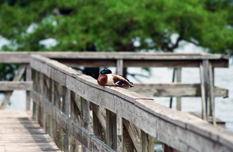Duck asleep on pier