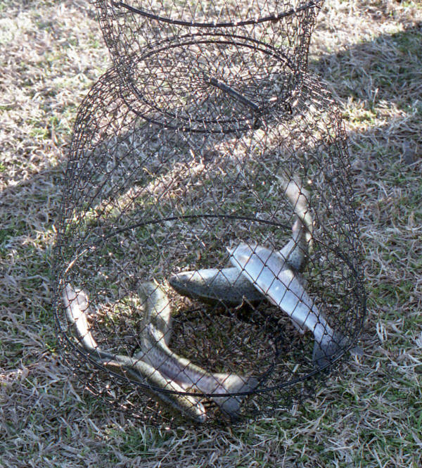 Trout Caught at Union City Pond